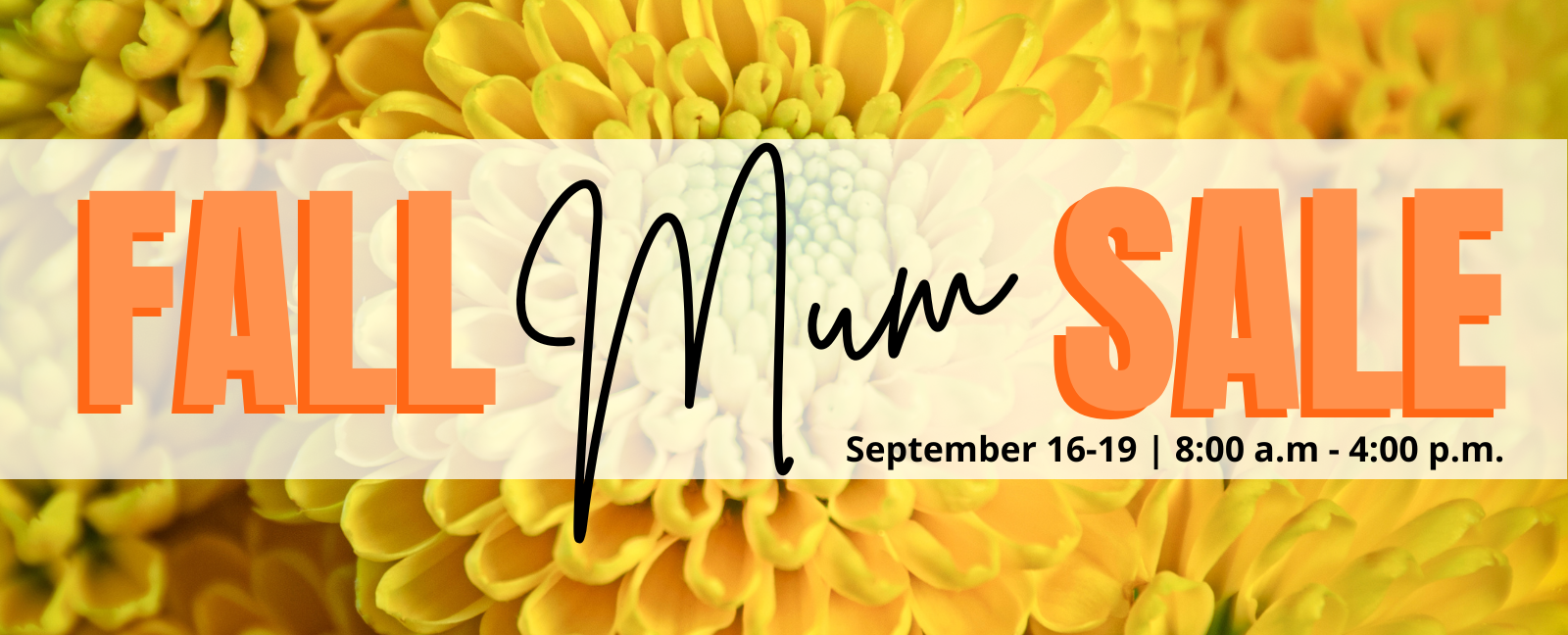 Fall Mum Sale
September 16-19
8:oo am - 4:00 pm